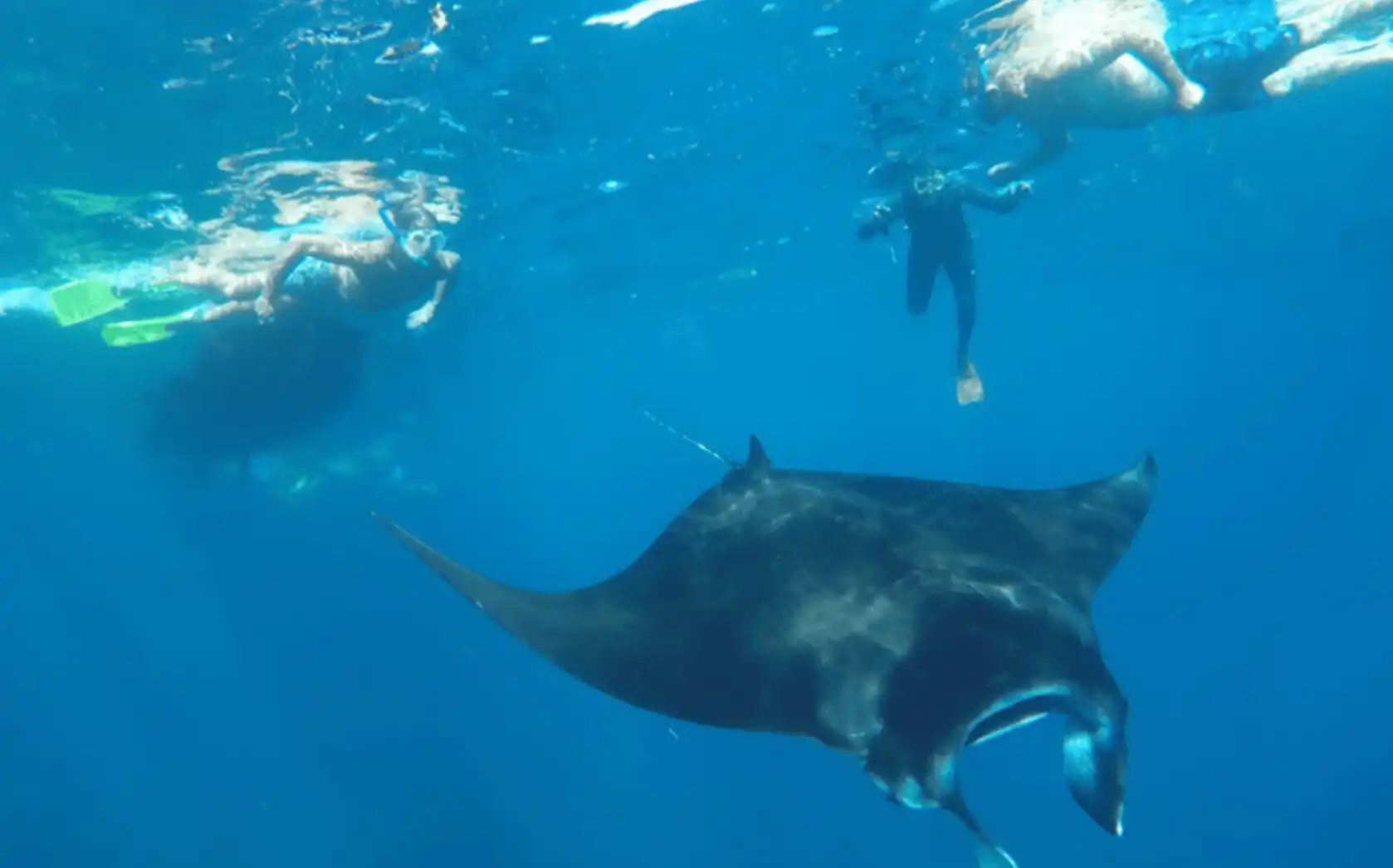 Nusa Penida: 3 Spot with Manta Snorkeling Experience